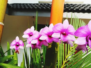 Close-up of pink flowers blooming outdoors