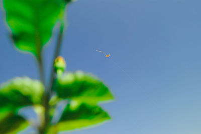 Low angle view of insect flying against blue sky