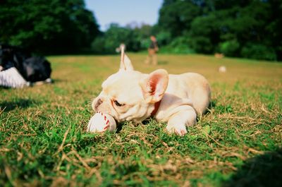 Close-up of dog resting on grassy field