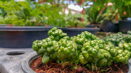 Close-up of vegetables for sale in market