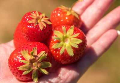 Close-up of hand holding strawberries