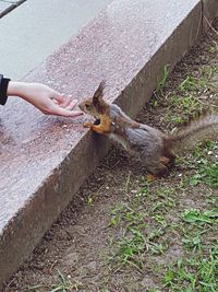 Squirrel eating plant