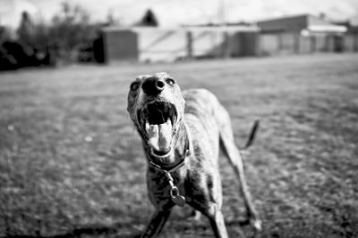 Dog with mouth open standing on field