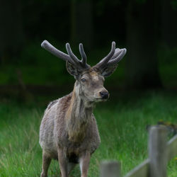 Deer standing on field