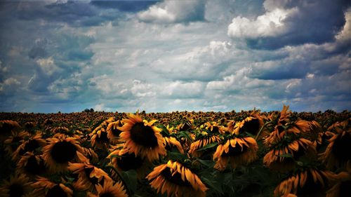 Close-up of sunflower field against cloudy sky