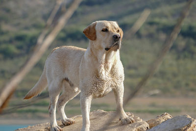 Portrait of dog looking away outdoors