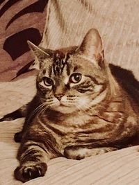 Close-up portrait of a cat