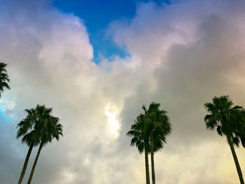 Low angle view of palm trees against cloudy sky