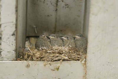 View of birds in nest
