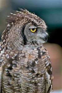 Close-up of owl looking away