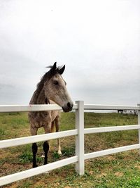 Horse standing on fence against sky