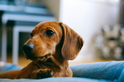 Close-up of dog