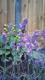 Close-up of purple flowers blooming outdoors