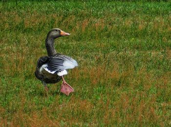 Duck on a field