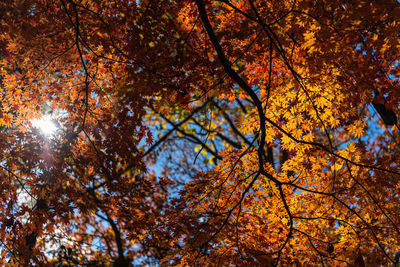 Low angle view of autumnal trees against sky