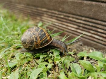 Close-up of snail on leaf