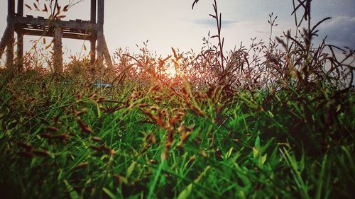 Close-up of grass on field against sky