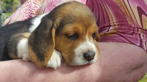 Mid section of person holding beagle puppy