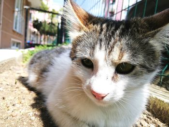 Close-up portrait of a cat