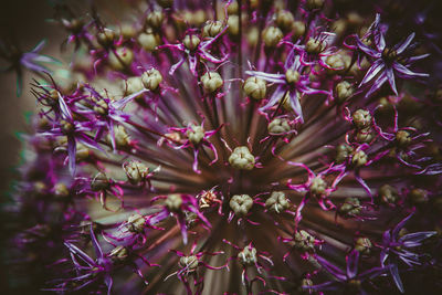 Close-up of purple flowering plants
