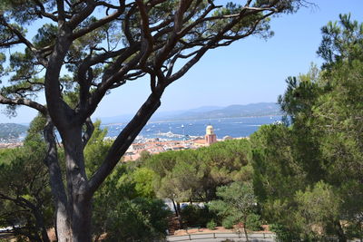 Trees and sea by cityscape against sky