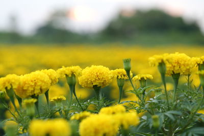 Close-up of fresh yellow flowers in field