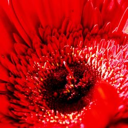Full frame shot of red rose flower