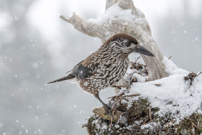 Close-up of bird perching on tree during winter