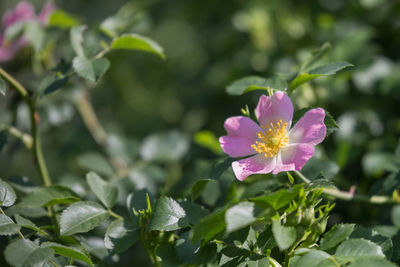 Close-up of pink flowering plant