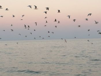 Birds flying over sea against sky at dusk