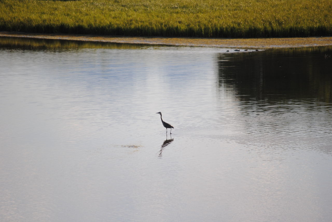 animal, animal wildlife, water, vertebrate, animals in the wild, bird, animal themes, one animal, lake, reflection, no people, nature, beauty in nature, tranquility, waterfront, day, heron, plant, tranquil scene