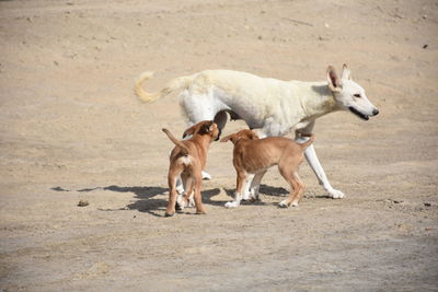 Dogs standing on a land