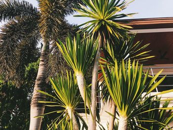 Low angle view of palm trees against sky