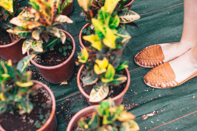 Low section of woman standing by potted plants