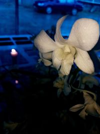 Close-up of blue flower at night