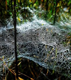 Close-up of spider web on plant