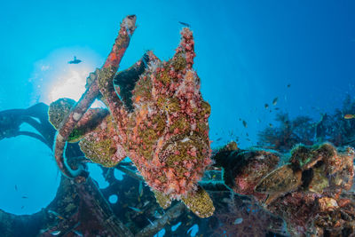 Full frame shot of coral swimming in sea