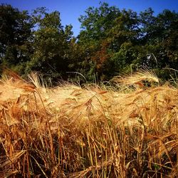 Scenic view of grassy field against sky