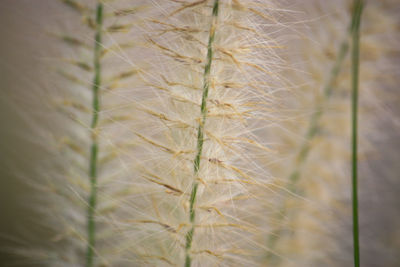 Close-up of stalks against blurred background