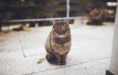 Close-up of cat outdoors