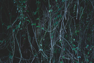 Close-up of bare tree in forest