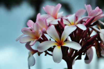 Close-up of pink flowers