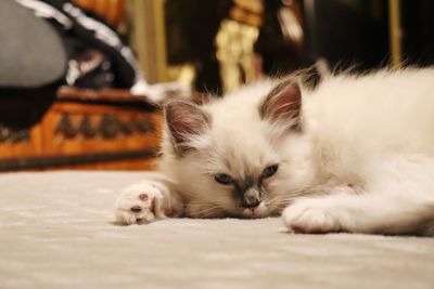 Close-up portrait of a kitten