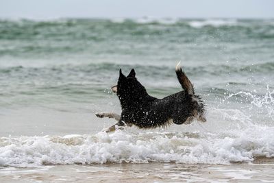 Dog running and playing in sea
