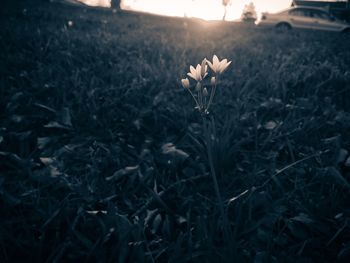 Close-up of flowers blooming in field