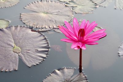 Close-up of pink lotus water lily in pond