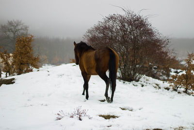 Brown wild horse from his back in the snow