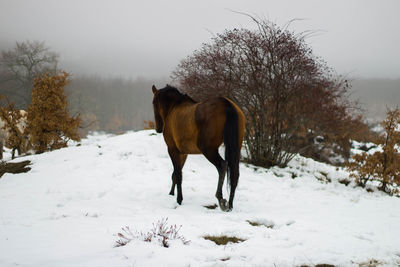 Horse standing in snow