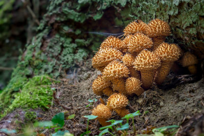 Close-up of mushroom growing on field