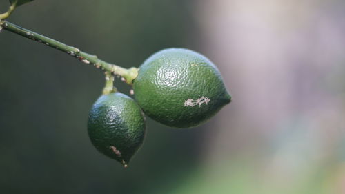 Close-up of fruits growing on tree